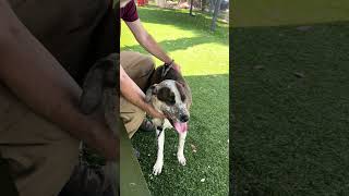 Video preview image #1 Pointer-Unknown Mix Puppy For Sale in Pasadena, CA, USA