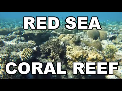 Red Sea (Eilat) - Coral Reef - Snorkeling