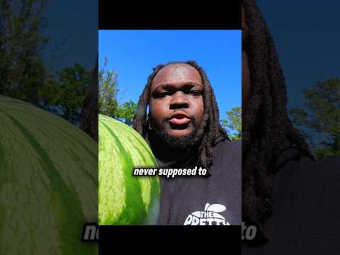 How Watermelon Became Food 🍉