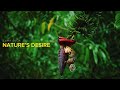 Nature S Desire Indian Nature Music Cinematic Forest Instrumental Luma Evoa