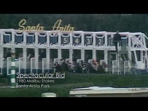 Spectacular Bid wins the 1980 Malibu Stakes