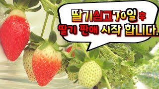 딸기수확시작합니다. 전라북도 김제딸기 딸기판매농장 딸기코빨강코농장입니다.