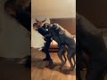One Girl With Two Dogs Doggy Style Position
