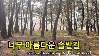 정말 유명한 소나무숲길. 보시면 놀랠껄요~~Such a beautiful pine forest road.