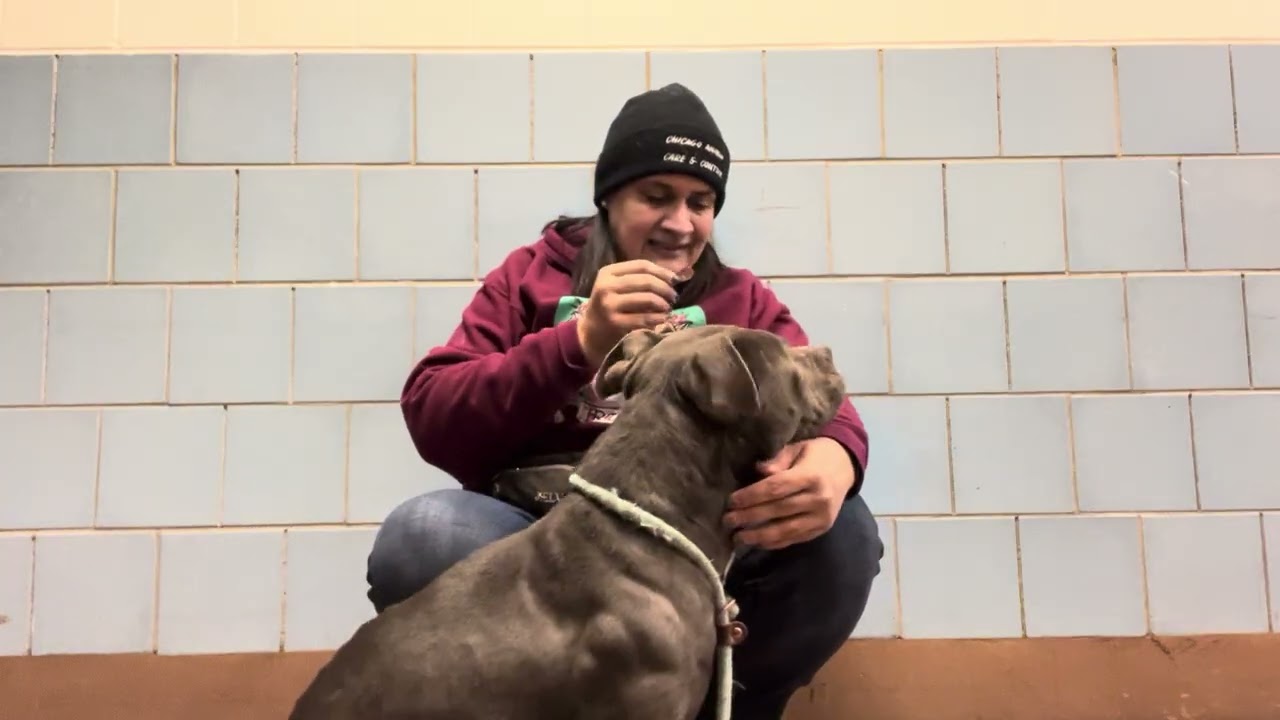 Bosco, an adopted Pit Bull Terrier in Chicago, IL video 5/5
