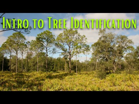 Introduction to Tree Identification