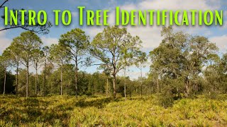 Introduction to Tree Identification
