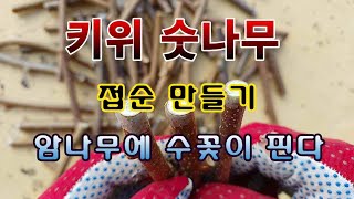 [텃밭농부 1,766]  그린키위 숫나무 가지로 접순 만드는 방법. #키위재배