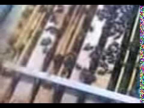 albine 9 martie 2014