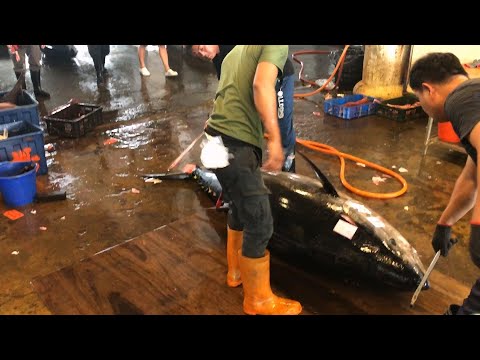 Monster level bluefin tuna weight more than 600 KG was easily cut  #bluefintuna #cutfish