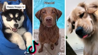 Happy Doggos To Make Your Day Better #2 🐶🥰