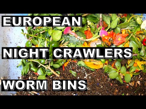 Secret European Night Crawlers Bunk Bed Worm Bins