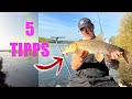 How Do I Catch Barbel In The Rhine Here Are 5 Tips