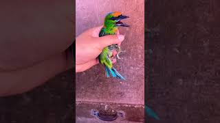 Download lagu Burung Takur Tohtor mp3