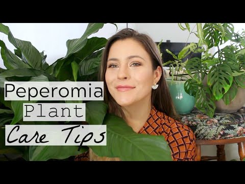 , title : 'Peperomia Plant Care Tips & Tricks | Peperomia Houseplant Care!