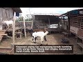 TERNAK KAMBING JADI SANTAPAN ANJING LIAR