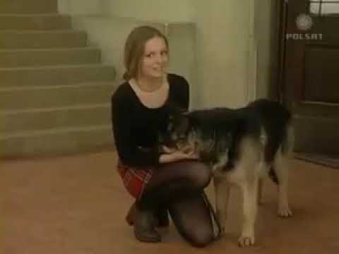 13 Posterunek Obcokrajowcy 