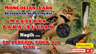 Download lagu MASTERAN SULTAN 🔥🔥 ) mongolian Lark FULL isian Setabilkan suara murai Burung murai agar konsisten mp3 Download lagu MASTERAN SULTAN 🔥🔥 ) mongolian Lark FULL isian Setabilkan suara murai Burung murai agar konsisten mp3