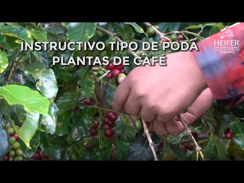 Instructivo Tipos de Poda de Café/ Coffee Plant Pruning Techniques- Beyond Coffee Project