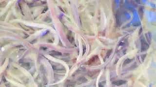 ngày 4 tháng 7, 2024 thử luộc Cá Rô Phi cho cá Chình xem sao?