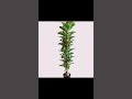 миниатюра 2 Видео о товаре Дерево декоративно-лиственное искусственное h145 см, W85-7