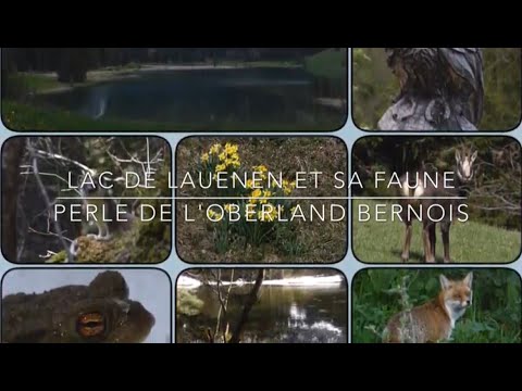 Lauenensee und wilde Tiere / Lac Lauenen et la faune / Lauenen lake and wildlife / Suisse, BE, 2021