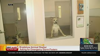Animal shelters already overwhelmed ahead of storm