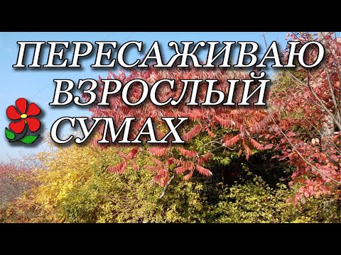 фото сумах (уксусное дерево) 0