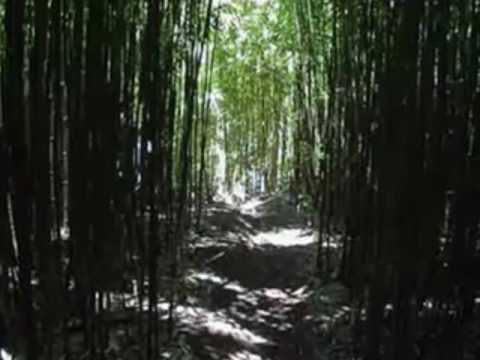 The Secret of Bamboo by Kiyoshi Yoshida.wmv