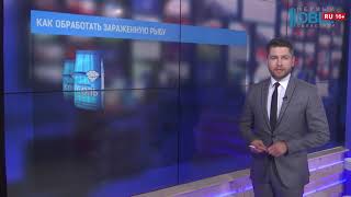 Болеет ли щука описторхозом