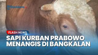 Seolah Tahu Harus Berpisah, Sapi Kurban Berbobot 1 Ton Milik Prabowo Ini Mengeluarkan Air Mata