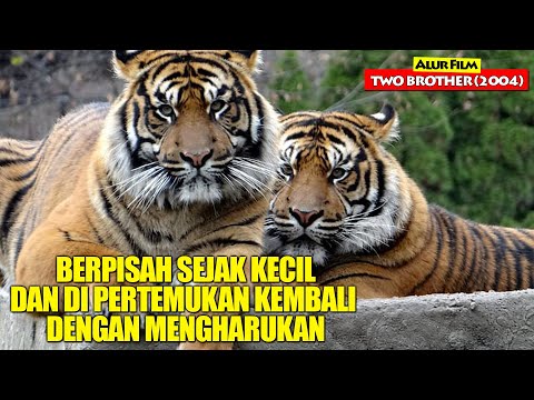 Harimau Yang Berpisah Sejak Kecil Dan Akhirnya Di Pertemukan Kembali | Alur Cerita Film TWO BROTHER