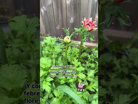Y con este calor🥵en febrero, llegaron las flores de primavera: narcisos y anémonas 🌸