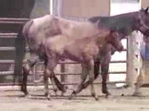 SOLD: ROCKIN ROCCO 2013 Bay Roan colt