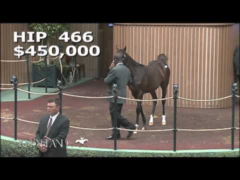 2015 November Breeding Stock Sale: Hip 466 - Bay Filly (Galileo - Untouched Talent)
