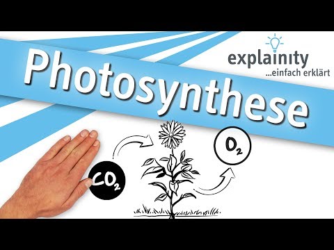 Photosynthese einfach erklärt (explainity® Erklärvideo)