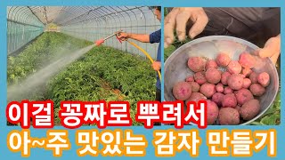 이걸 꽁짜로 뿌려 아주 맛있는 감자로 만들기~다히치 분무기,동력분무기,엔진분무기,충전분무기,감자꽃,비대기,해…