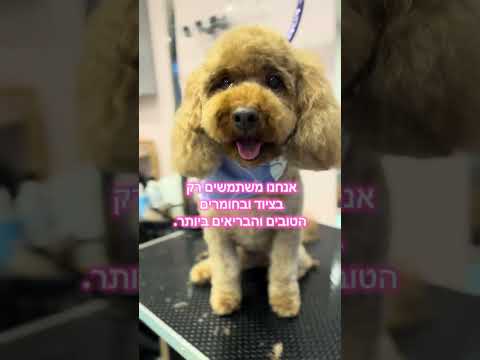 תמונה של ROMI RON סלון לכלבים