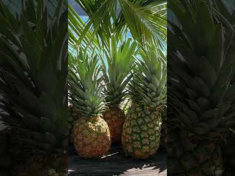 Hidden paradise in Samaná 🌴 Playa Ermitaño is magic you have to hike or boat to  #DominicanRepublic