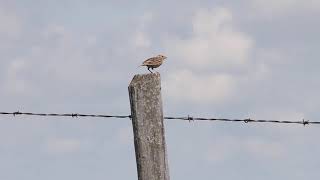 Grasshopper Sparrow