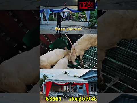 Along_8187 my life ( Maldo )