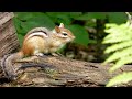 Chipmunk Sounds To Make Them Come To You Chipmunk Sounds