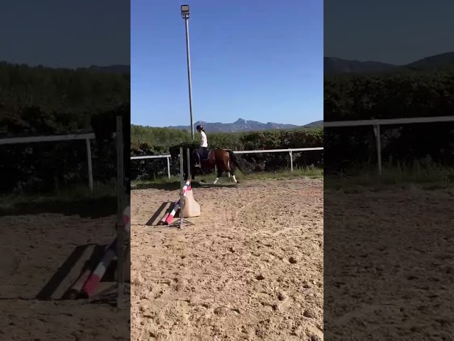 Cheval de sport