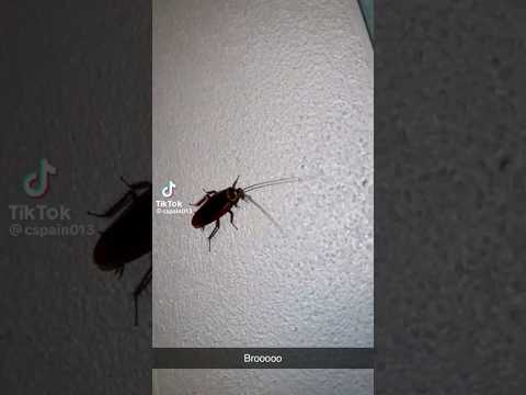 ¿Le tienes fobia a las cucarachas?👀😈 #humor #shortsviral #video #animals