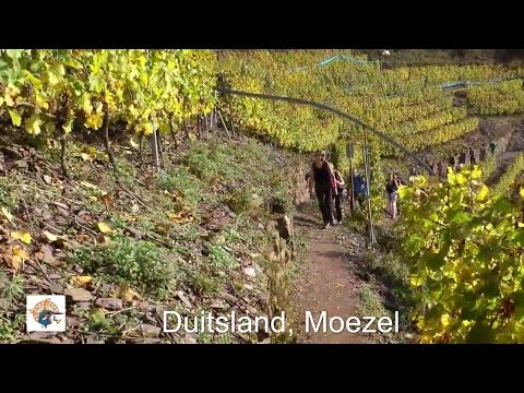 Wandelen langs de Moezel