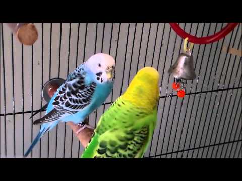 budgies; 4 minutes, 4 parakeets