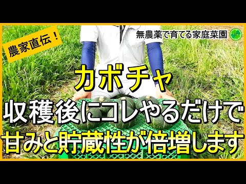 カボチャの正しい収穫方法はこれです 庭の練習