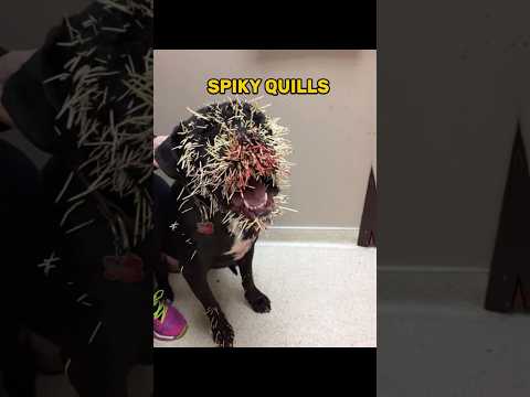 Animals That Look Cute But Can Kill You