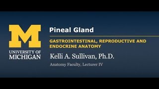 Endocrine System: Pineal Gland