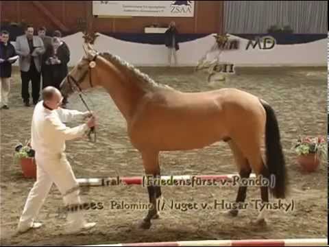 Altmarkhofs Beryllium MD/Old. v. Brioni/Trak., Prämienhengst und Buckskin